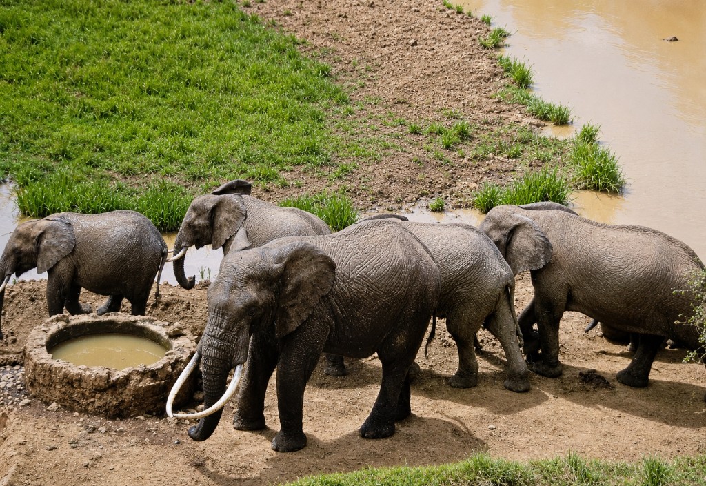Manada de elefantes junto a una fuente de agua y un pozo en el Mount Kenia National Park